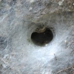 Besançon : un chat découvert piégé dans une toile d’araignée géante