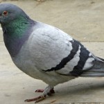 Quelle attitude adopter en présence d’un pigeon asiatique ?