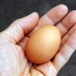 Haute-Saône : une poule pond un œuf de la taille d’un grêlon