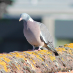 Lons-le-Saunier : les pompiers sauvent un pigeon posé sur un toit