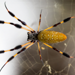 L’araignée exotique échappée de la Citadelle a été retrouvée sans ses œufs
