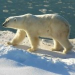 Kobo, le dernier ours blanc de Mouthe, est mort