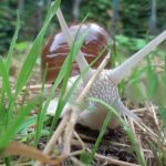 Besançon : un escargot vole une GoPro et filme des images exceptionnelles