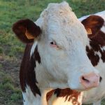 Vesoul : une vache parcourt 795 kilomètres pour retrouver ses maîtres