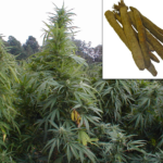 Quingey : 48 plants de salsifis découverts dans un champ de cannabis